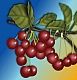 cerises.jpg