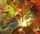 oiseau.jpg