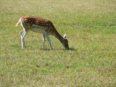biche.JPG
