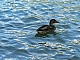 canard.JPG