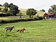 chevaux.jpg