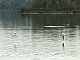 mouettes.jpg
